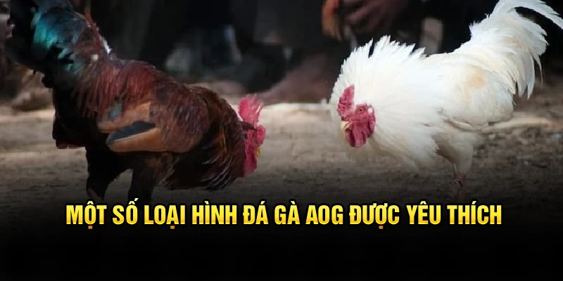 Một số loại hình đá gà AOG được yêu thích