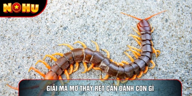 Giải mã mơ thấy rết cắn đánh con gì Giải mã mơ thấy rết cắn đánh con gì